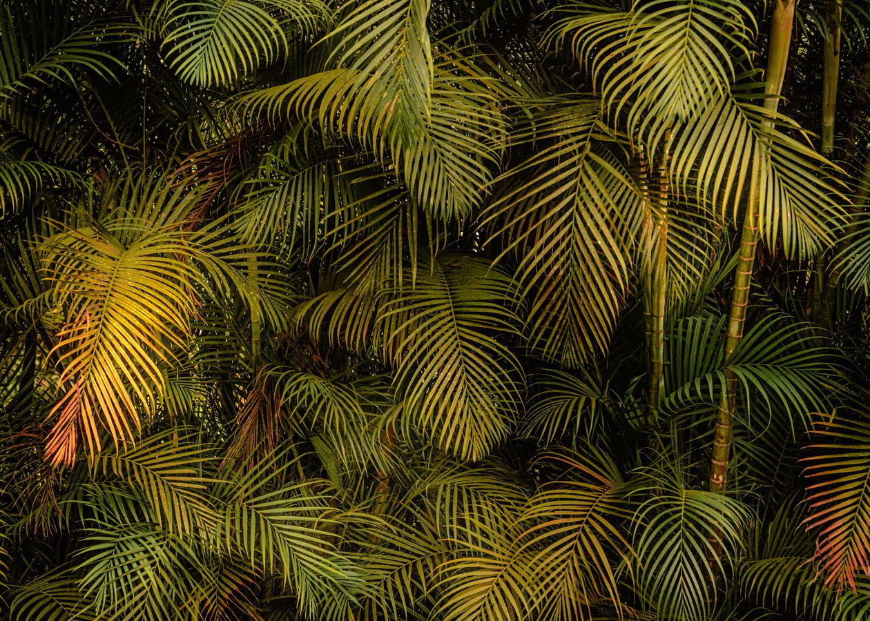 Palmera IV, 2024 (foto) de Antonio Schubert