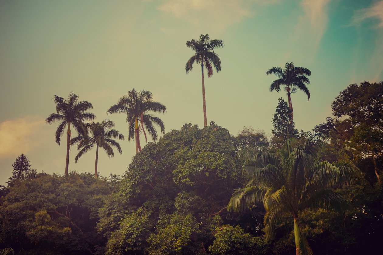 Palmeras II, 2022 de Antonio Schubert