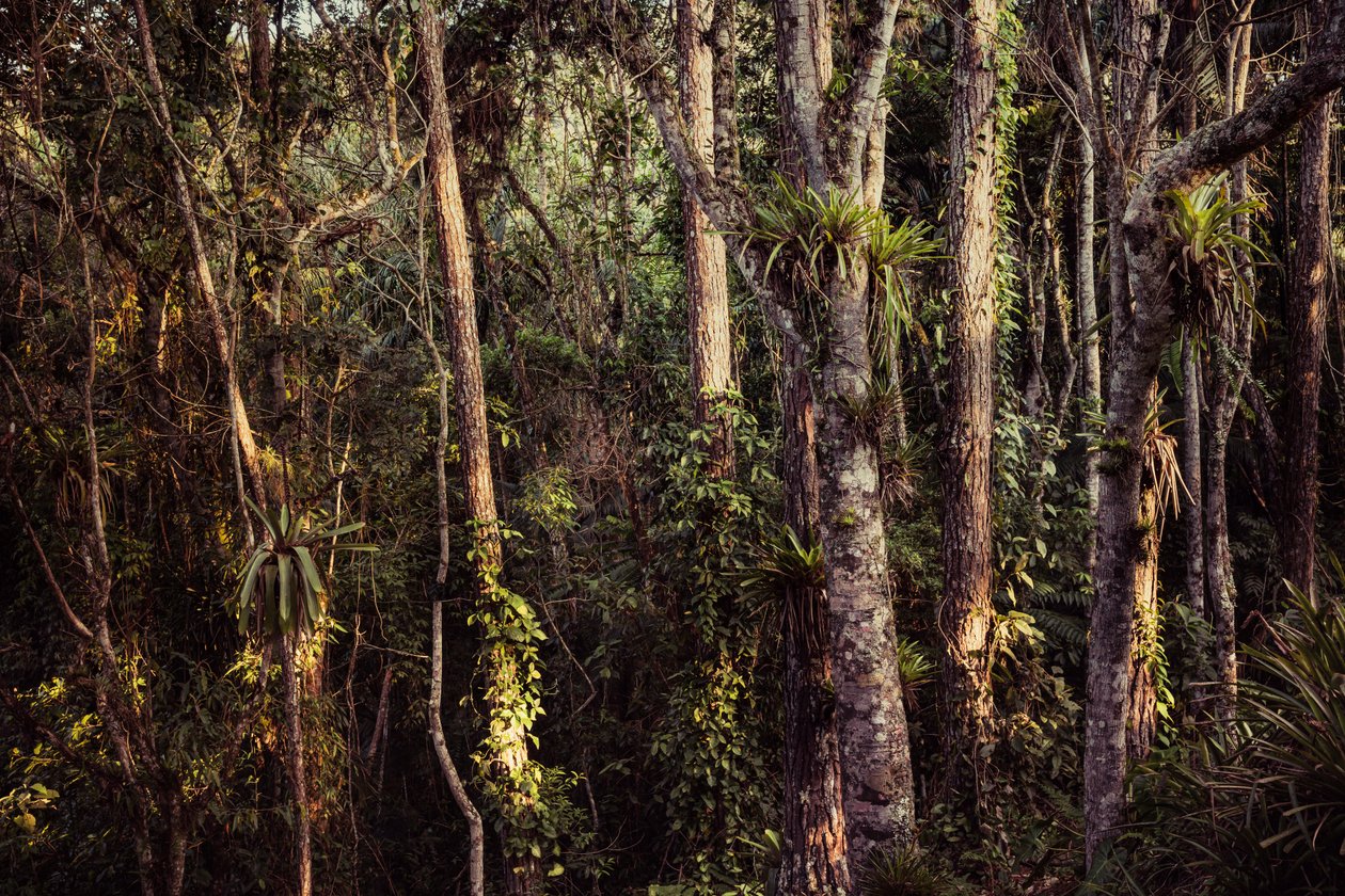 Selva tropical IV, 2021 (foto) de Antonio Schubert