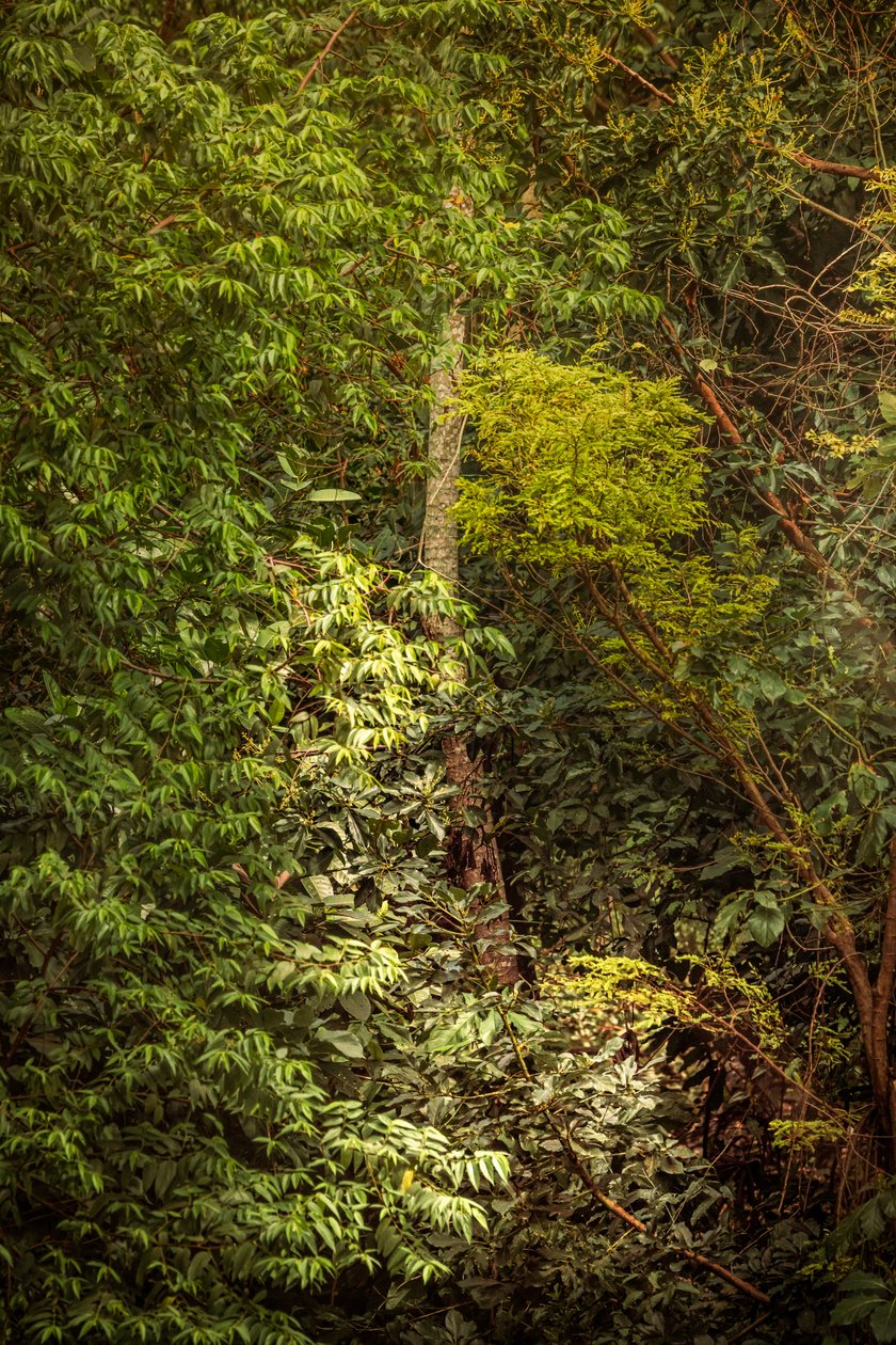 Selva tropical VIII, 2020 (foto digital) de Antonio Schubert