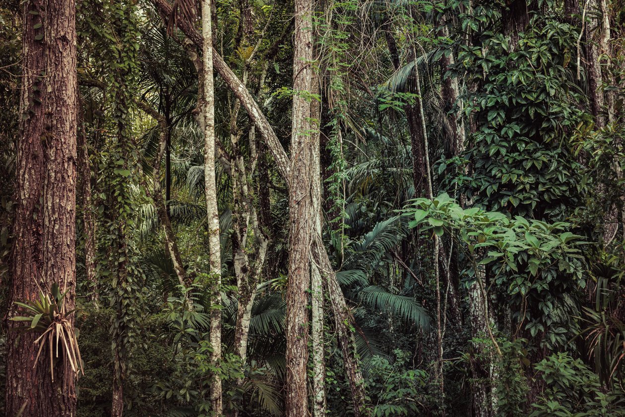 Selva tropical V, 2021 (fotografía digital) de Antonio Schubert