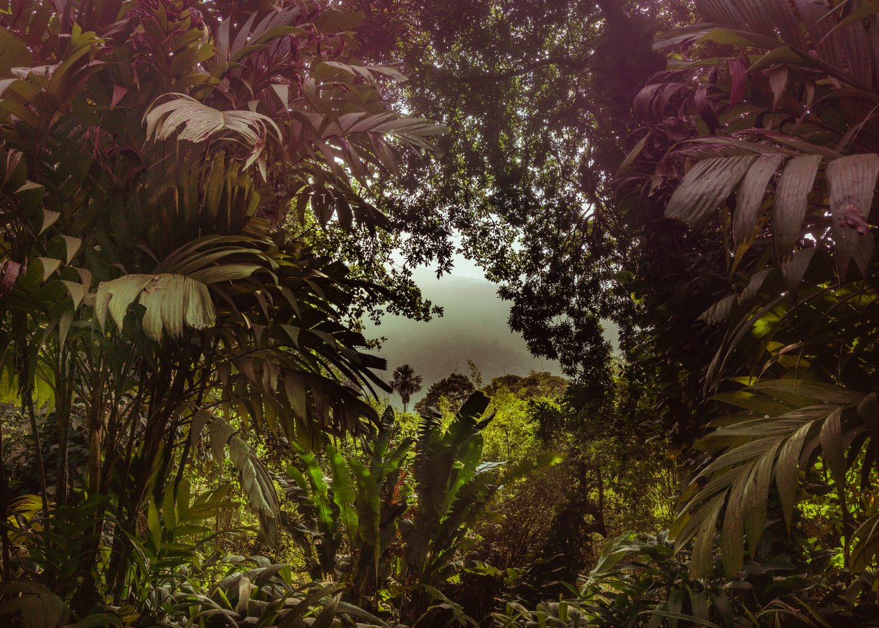 Floresta de Tijuca XXXVII, 2024 (fotografía digital) de Antonio Schubert