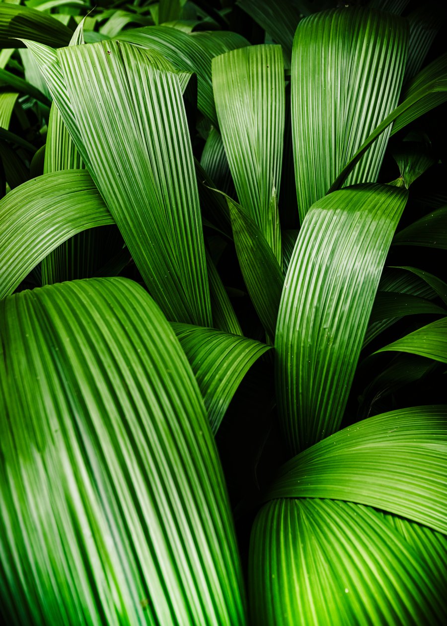 Jardines tropicales, 2023 (foto digital) de Antonio Schubert
