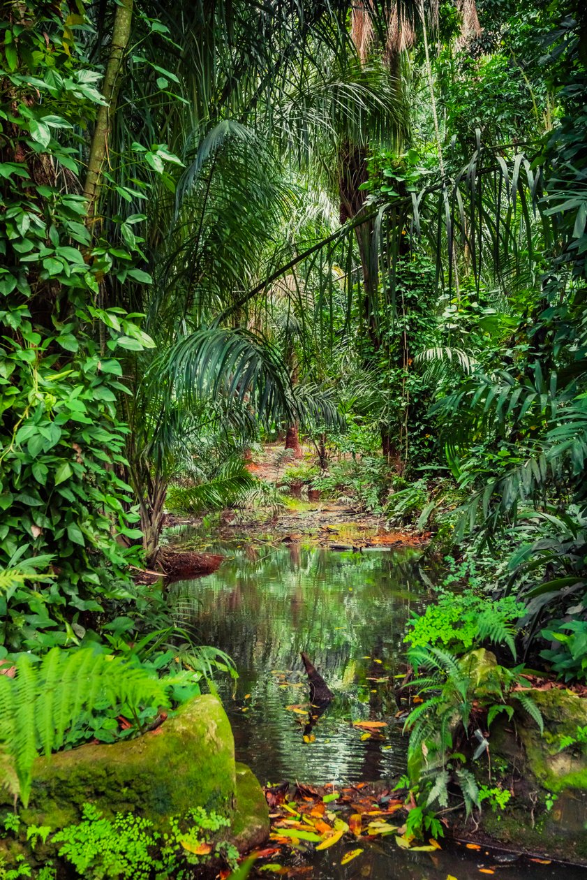 Bosque húmedo, 2023 (foto) de Antonio Schubert