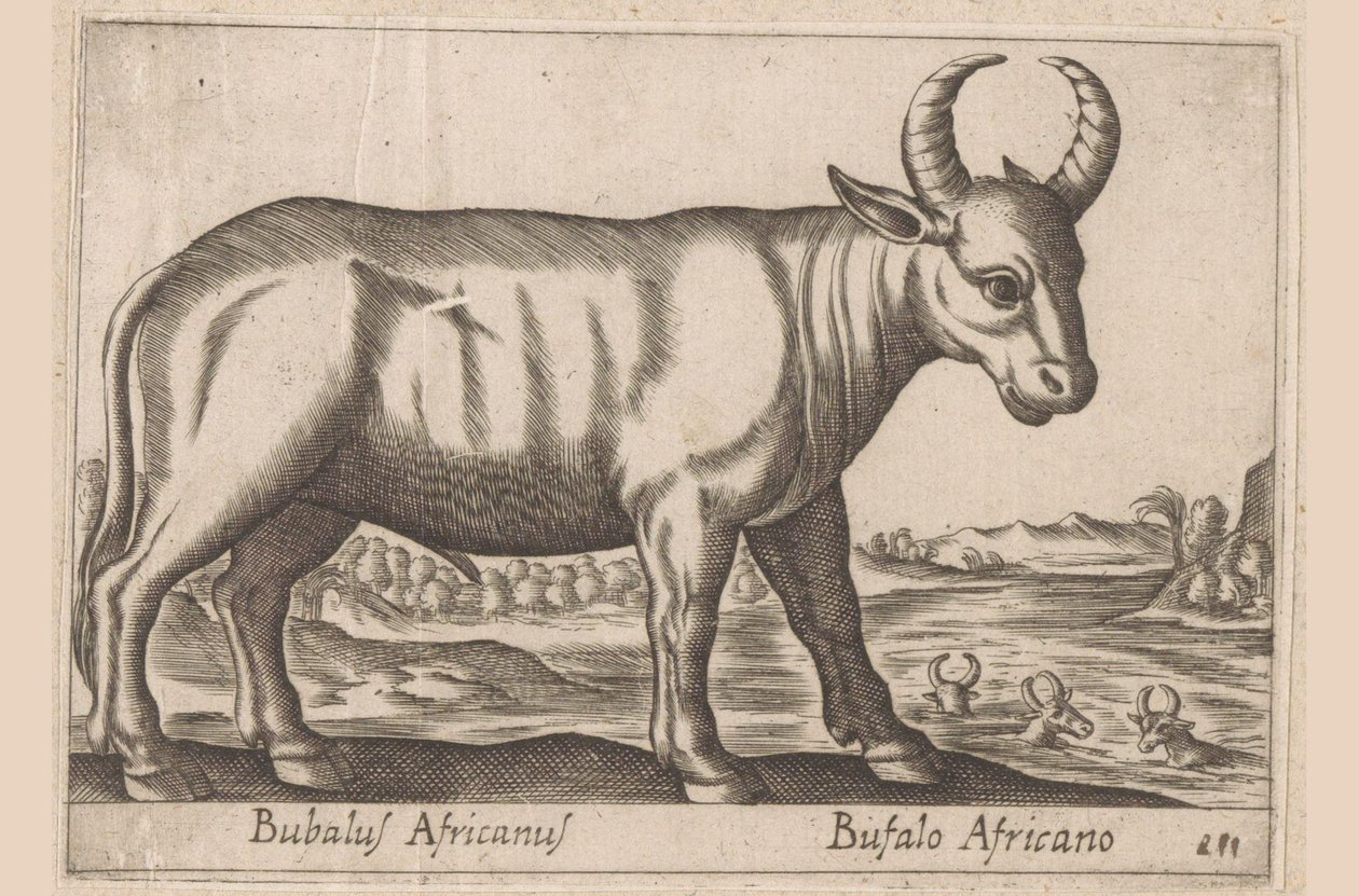 búfalo africano Bubalus Africanus/ Bufalo Africano (título sobre objeto) Animales y criaturas míticas (título de serie) Nova raccolta de li animali piu curiosi del mondo (título de la serie) de Antonio Tempesta