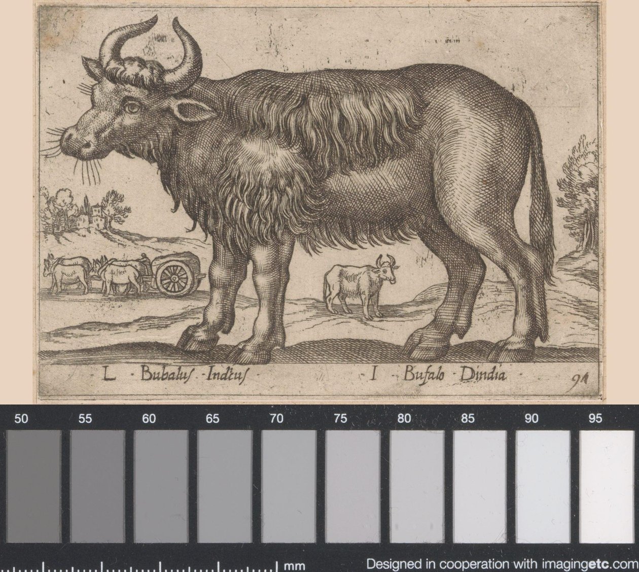 Búfalo L Bubalus Indicus/ I Bufola Dindia (título sobre objeto) Dieren en fablewezens (título de la serie) Nueva colección de los animales más curiosos del mundo (título de serie) de Antonio Tempesta