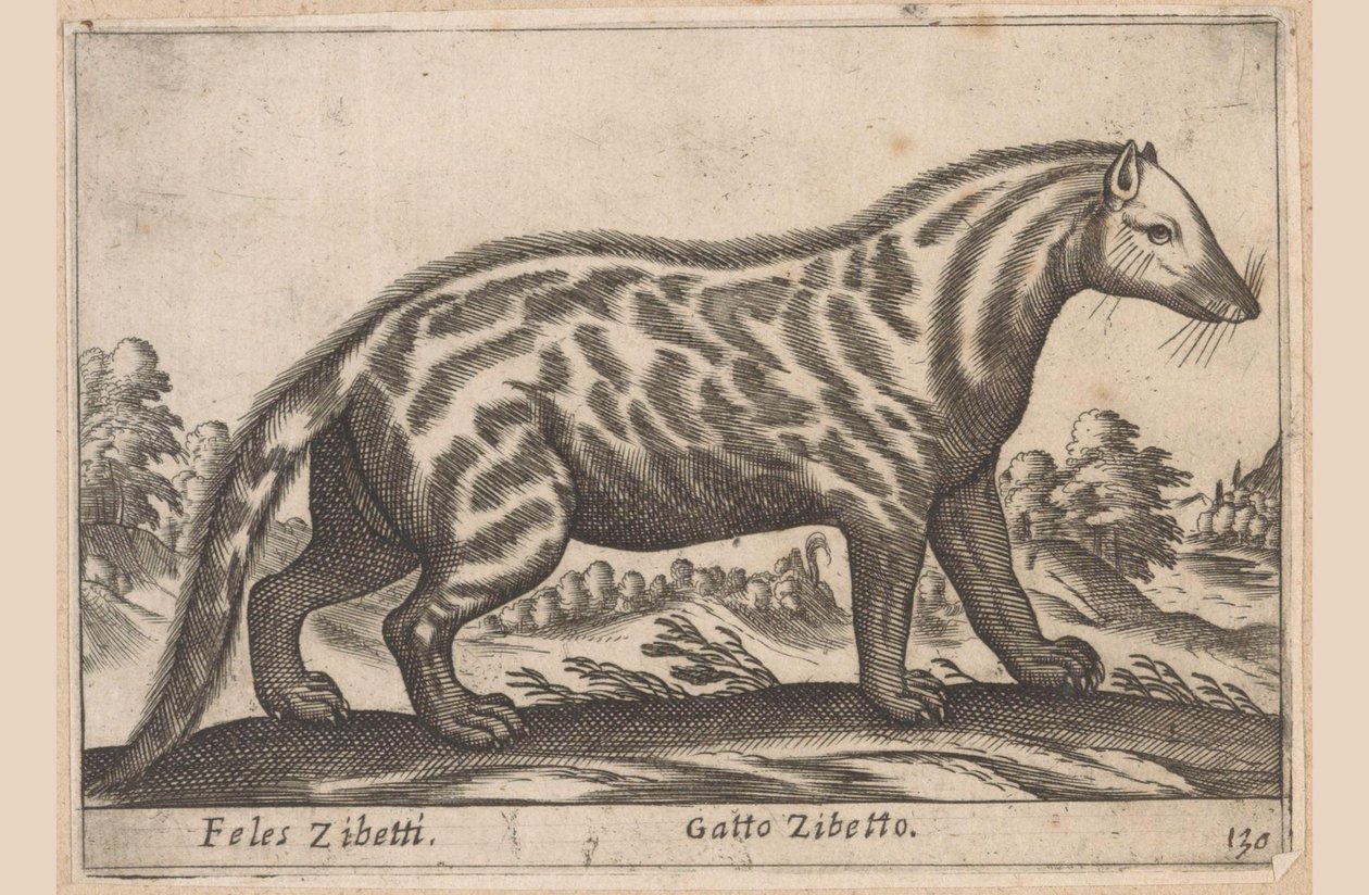 Civetkat Feles Zibetti / Cat Civet (título sobre el objeto) Dieren en fabelwezens (título de la serie) Colección Nova de los animales más curiosos del mundo (título de la serie) de Antonio Tempesta