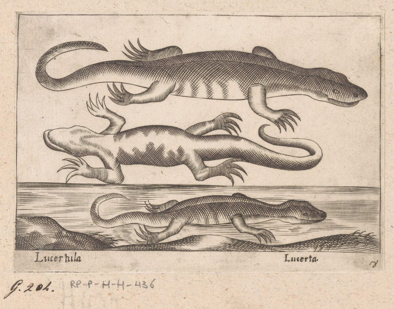 tres dragones Lagarto/ Lagarto (título sobre objeto) Dieren en fablewezens (título de la serie) Nueva colección de los animales más curiosos del mundo (título de serie) de Antonio Tempesta