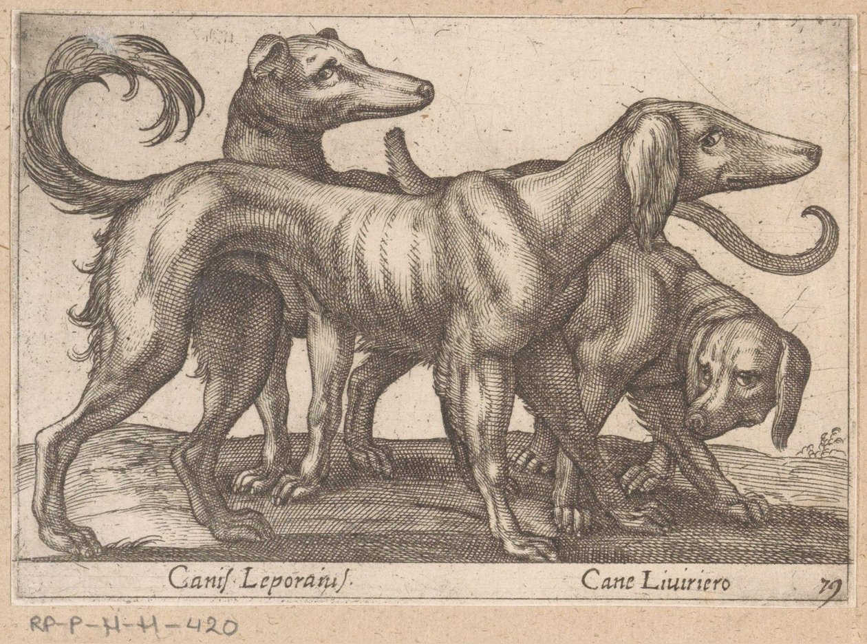 Tres perros Canis Leporius / Cane Liviriero (título sobre objeto) Animales y criaturas míticas (título de serie) Nova raccolta de li animali piu curiosi del mondo (título de la serie) de Antonio Tempesta