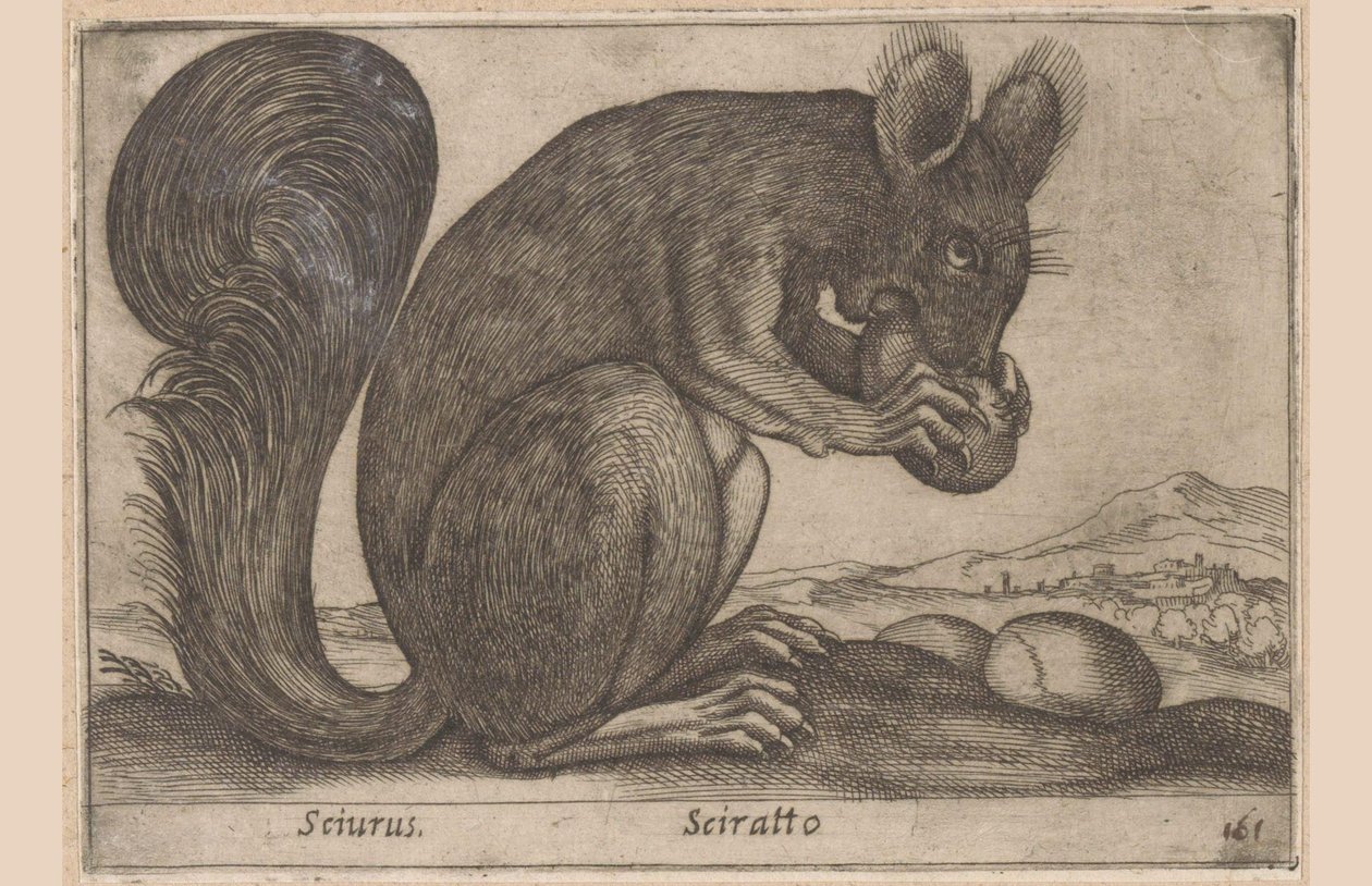 Ekhorn Sciurus/ Sciratto (título sobre objeto) Dieren en fabelwezens (título de la serie) Nuevo animalito curioso en el mundo (título de la serie) de Antonio Tempesta