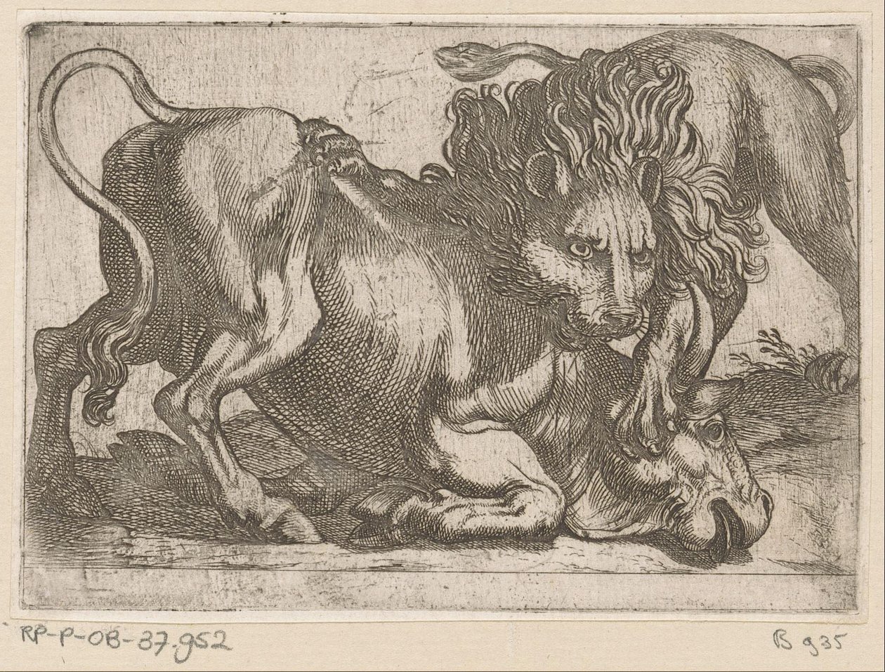 Un león atacando a un toro Animales de pelea (título de la serie) de Antonio Tempesta