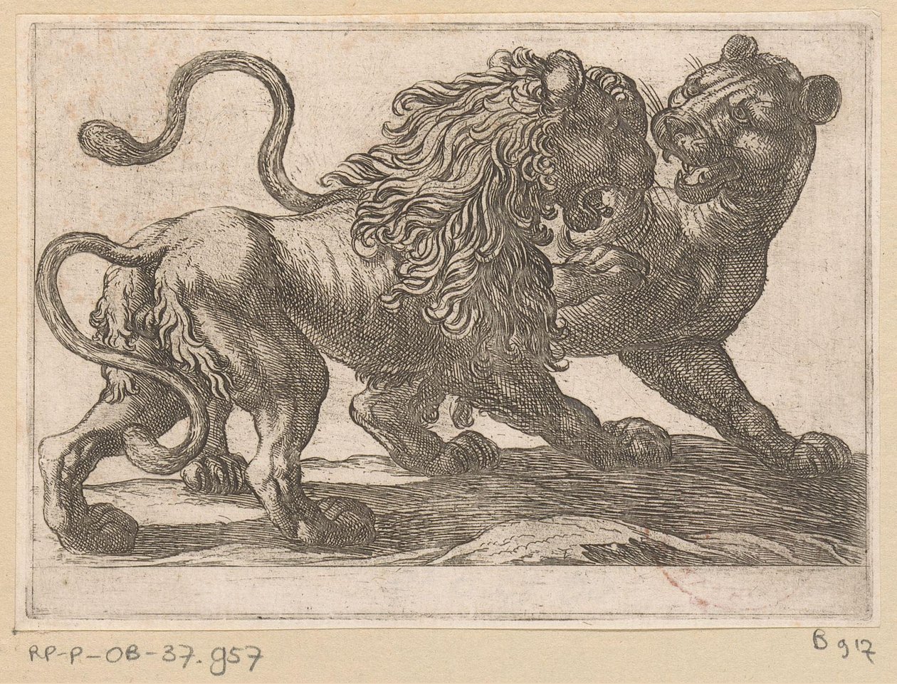 Un león luchando contra una leona Animales de pelea (título de la serie) de Antonio Tempesta