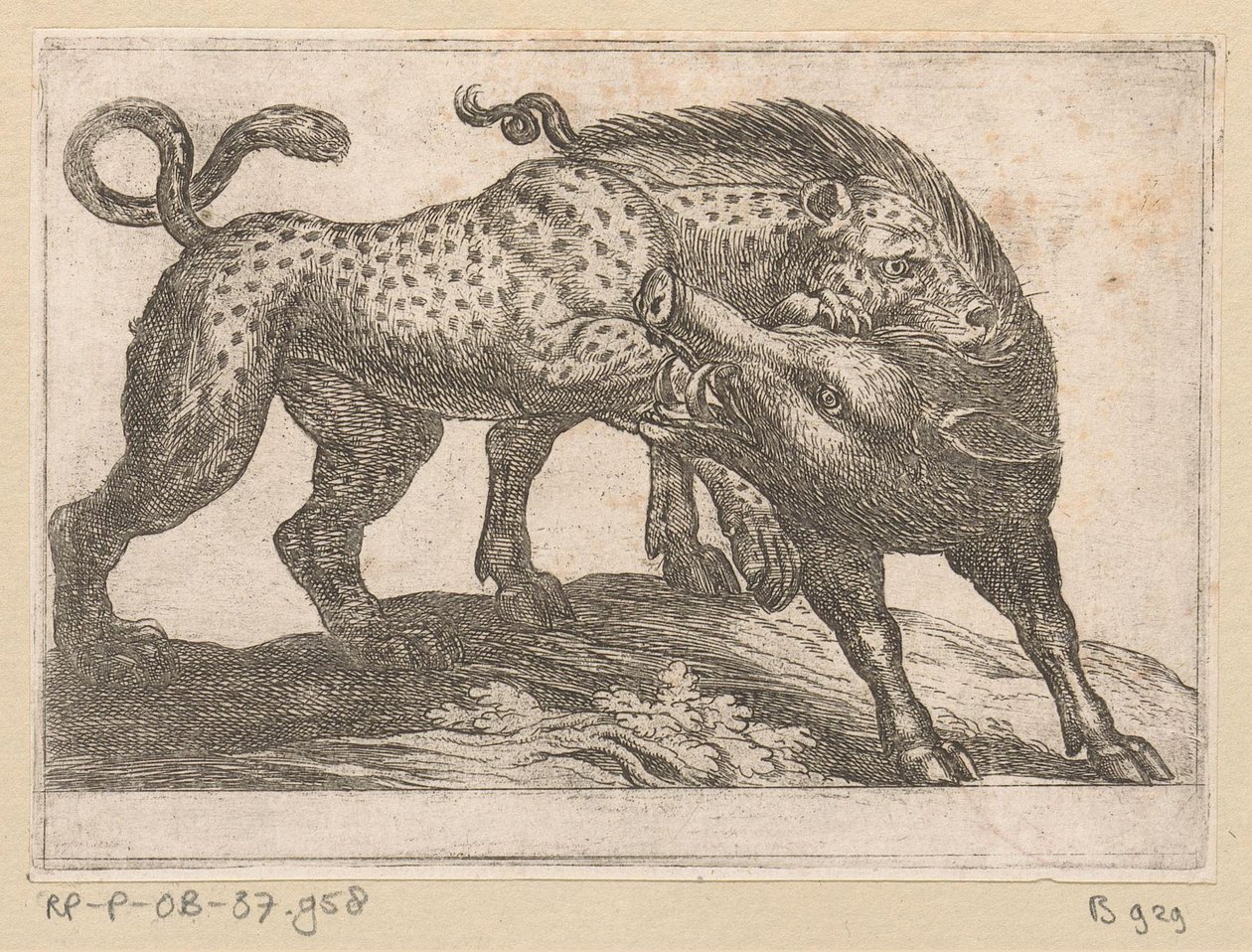 Un leopardo luchando contra un jabalí Animales de pelea (título de la serie) de Antonio Tempesta