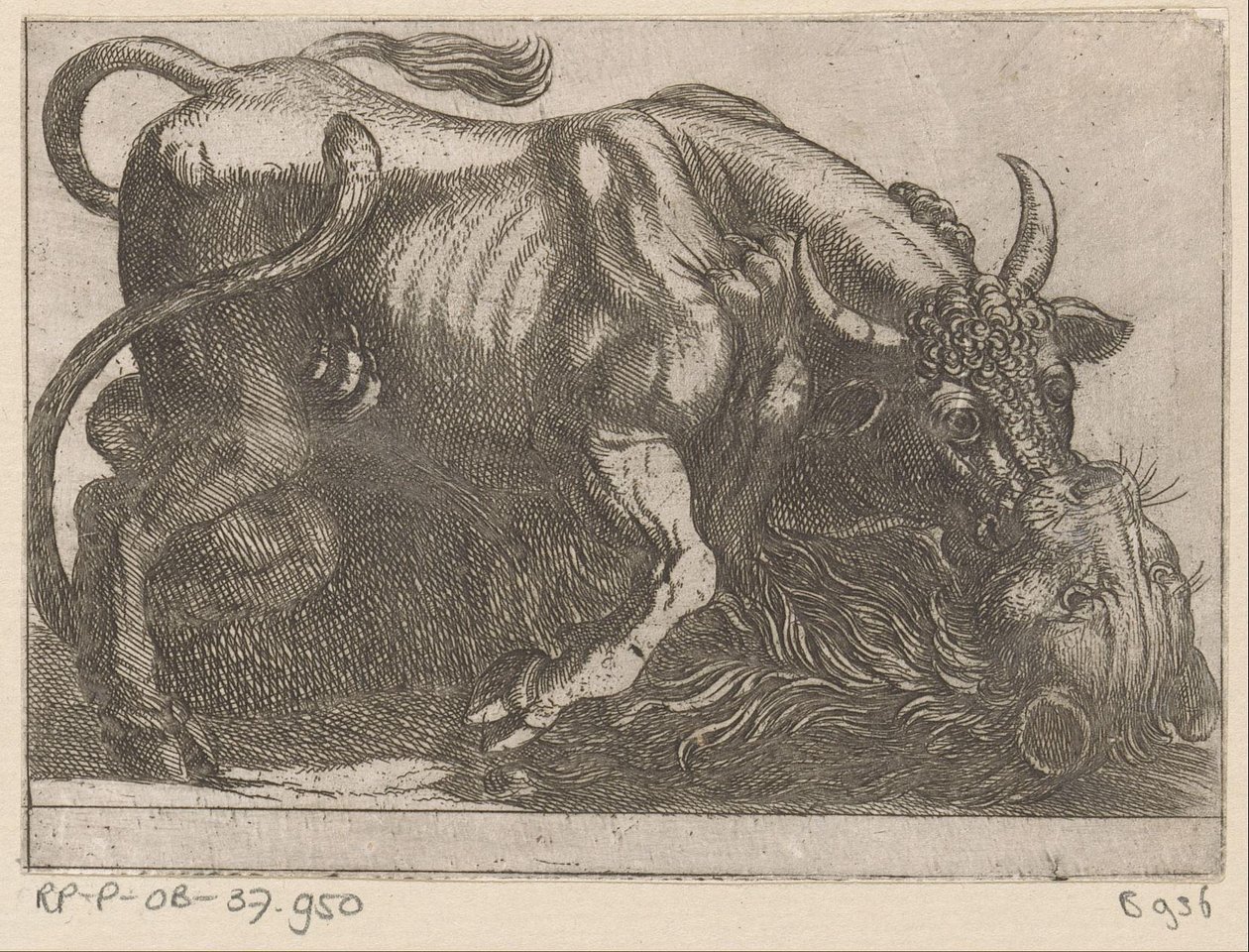 Un toro peleando con un león Animales de pelea (título de la serie) de Antonio Tempesta