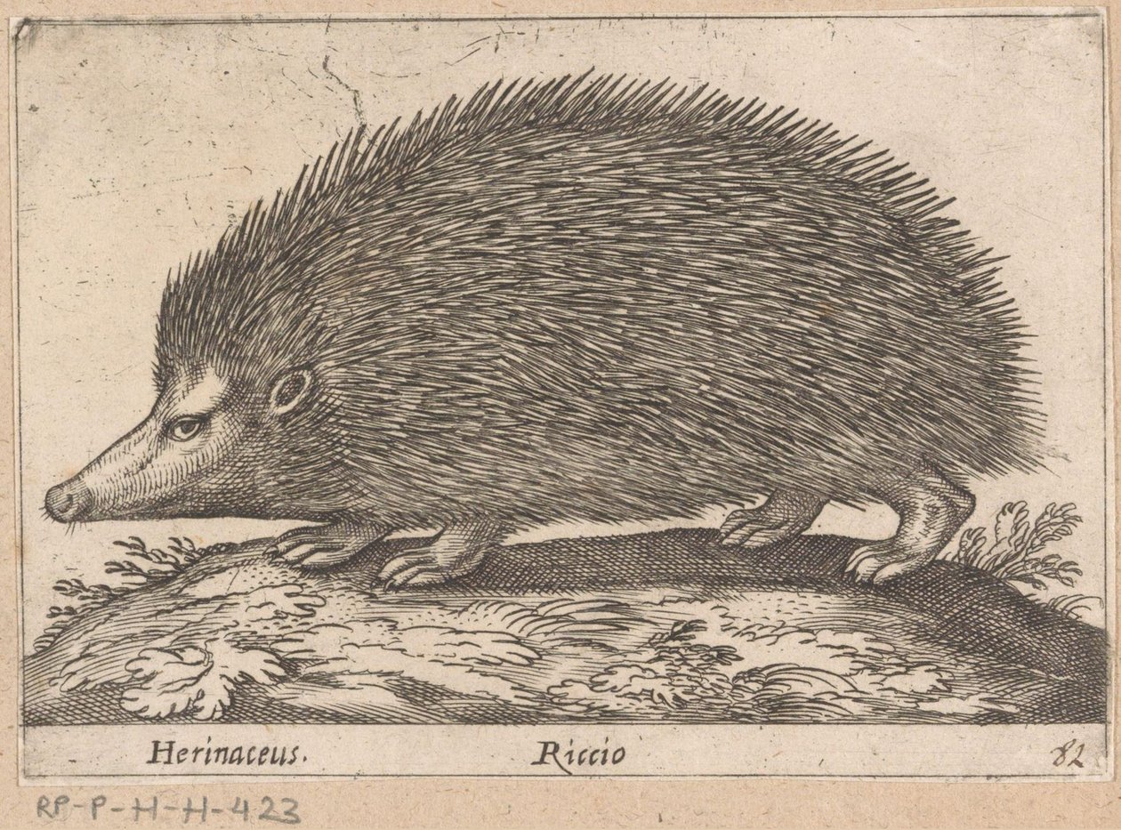 Egel Herinaceus/ Riccio (title on object) Dieren en fabelwezens (series title) Nova raccolta de li animali piu curiosi del mondo (series title) de Antonio Tempesta