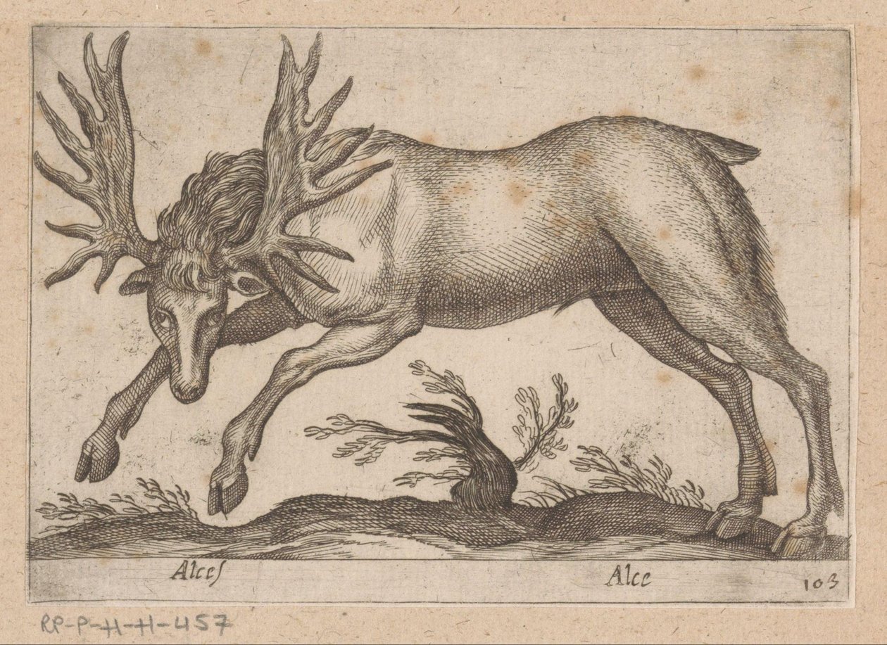Elando Moose/ Moose (título sobre el objeto) Dieren en fablewezens (título de la serie) Nueva colección de los animales más curiosos del mundo (título de serie) de Antonio Tempesta