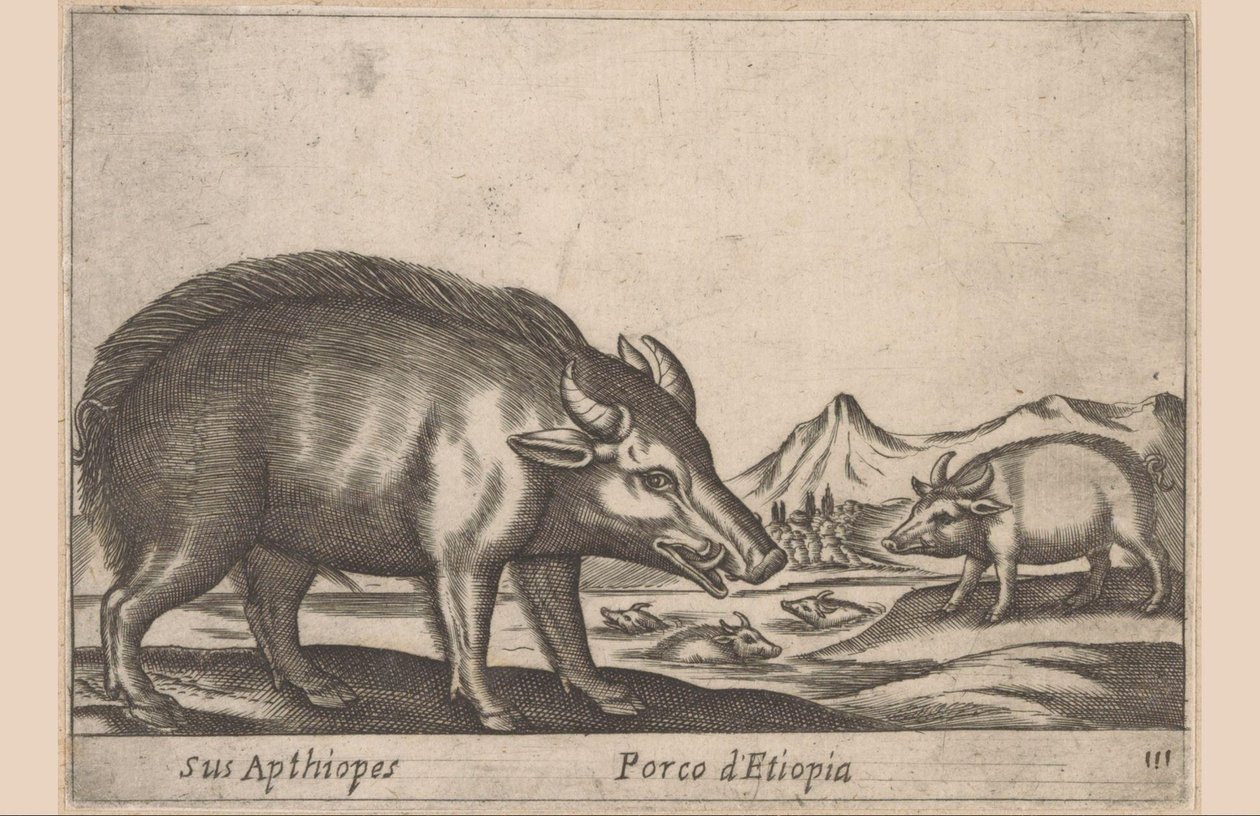 El pueblo etíope
Sus Apthiopes/ Porco d