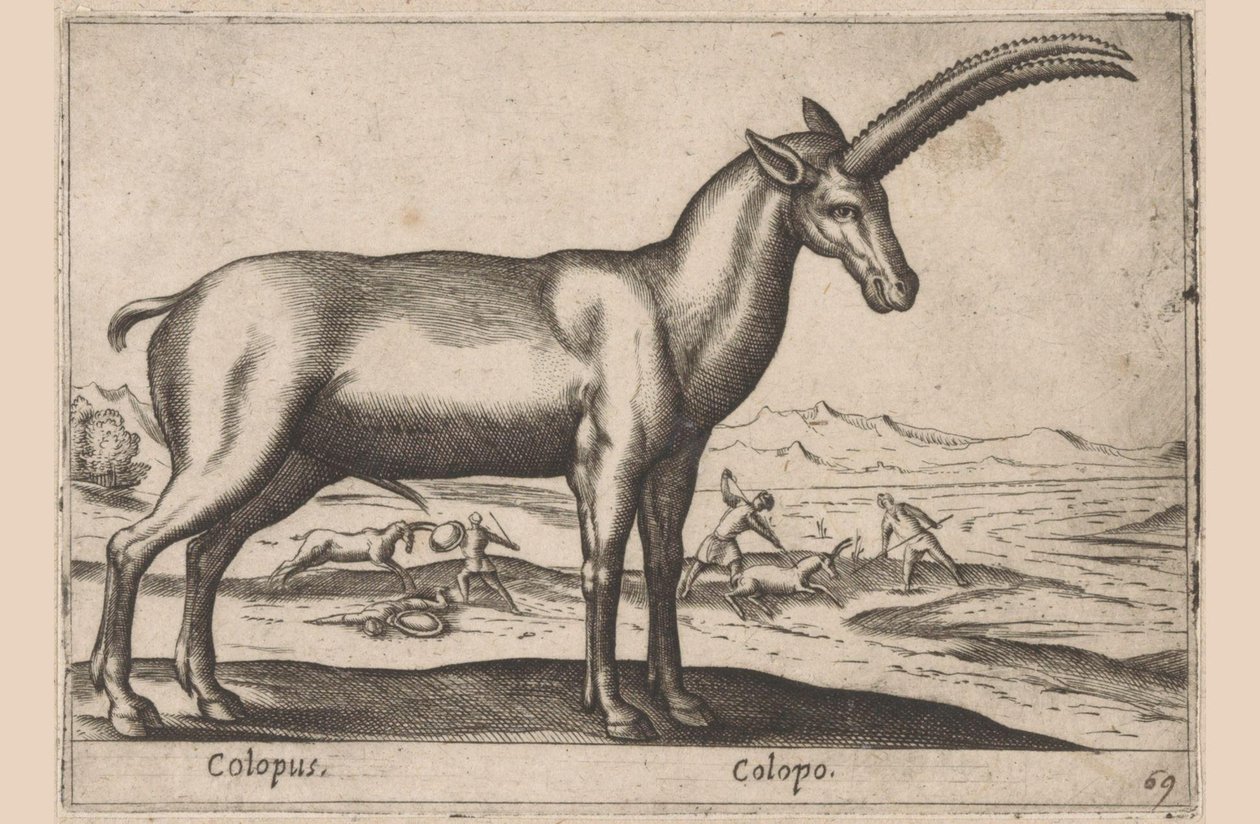 cabruno Colopus/ Colopo (título sobre objeto) Dieren en fablewezens (título de la serie) Nueva colección de los animales más curiosos del mundo (título de serie) de Antonio Tempesta