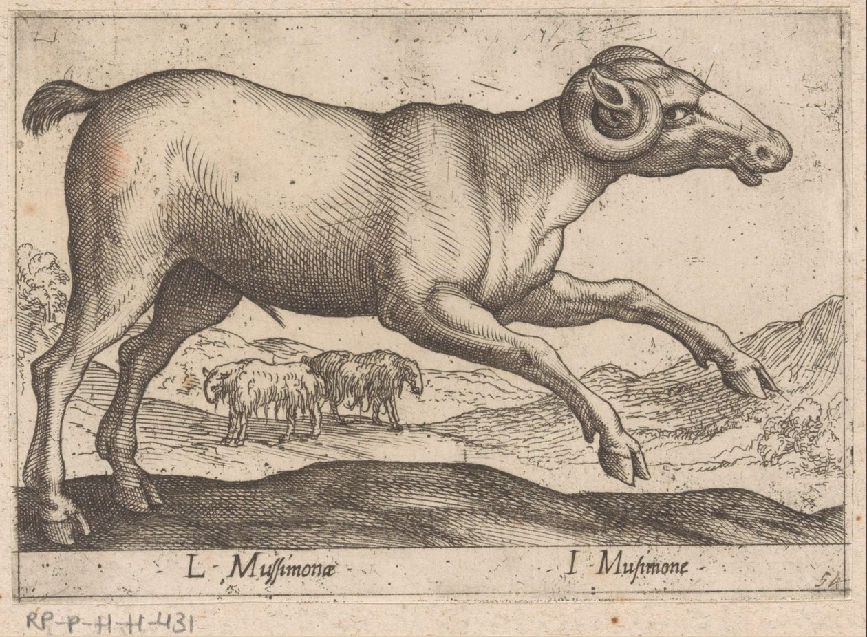 cabruno L Mussimonae/ I Musimone (título sobre objeto) Dieren en fablewezens (título de la serie) Nueva colección de los animales más curiosos del mundo (título de serie) de Antonio Tempesta