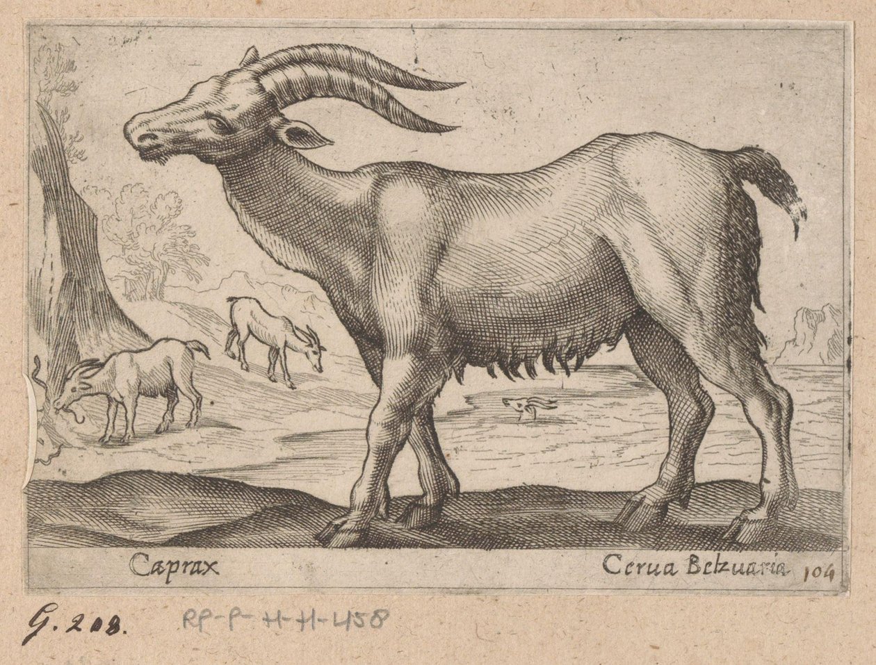 Gemas Caprax/ Cerua Belzuaria (título sobre objeto) Dieren en fablewezens (título de la serie) Nueva colección de los animales más curiosos del mundo (título de serie) de Antonio Tempesta