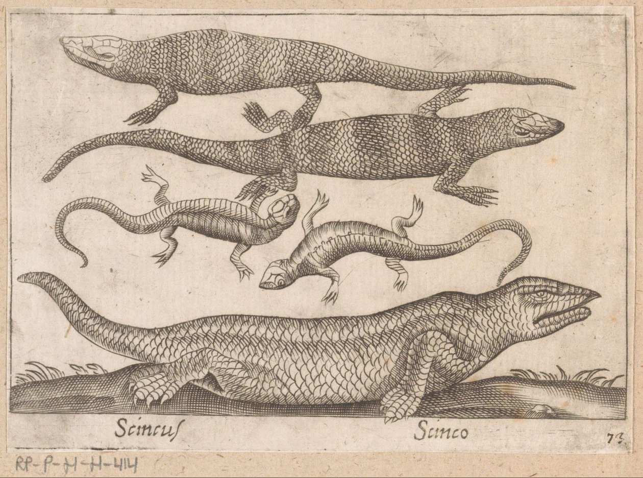 Hagedissen Skincus (título sobre el objeto) Dieren en fablewezens (título de la serie) Nova raccolta de li animali piu curiosi del mondo (título de la serie) de Antonio Tempesta