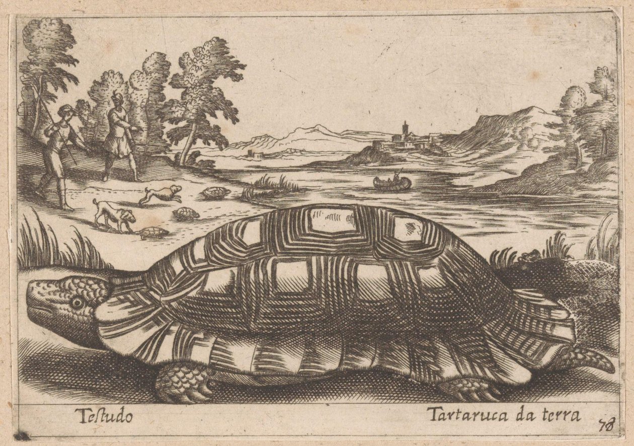 Landschildpad Testudo / Tortuga terrestre (título sobre objeto) Dieren en fabelwezens (título de la serie) Colección Nova de los animales más curiosos del mundo (título de la serie) de Antonio Tempesta