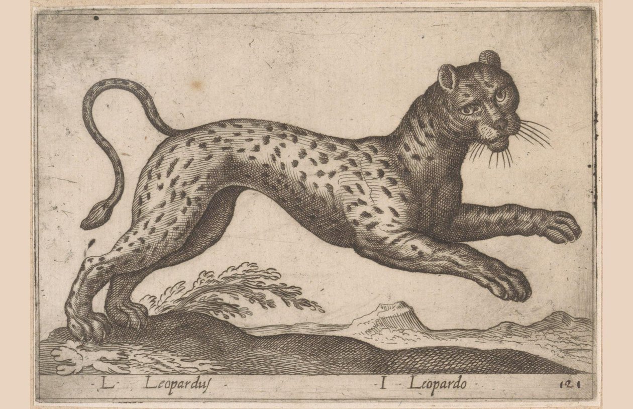 Luipaard
L Leopardus/ I Leopard (título en el objeto)
Dieren en fabelwezens (título de la serie)
Nova raccolta de li animali più curiosi del mondo (título de la serie) de Antonio Tempesta