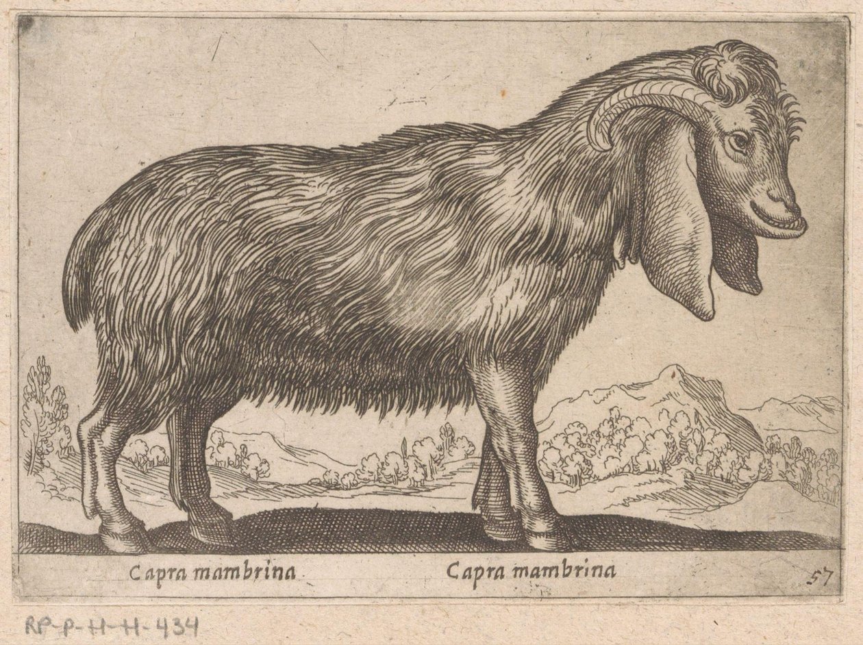 geit de membrana Capra mambrina/ Capra mambrina (título sobre objeto) Dieren en fablewezens (título de la serie) Nueva colección de los animales más curiosos del mundo (título de serie) de Antonio Tempesta