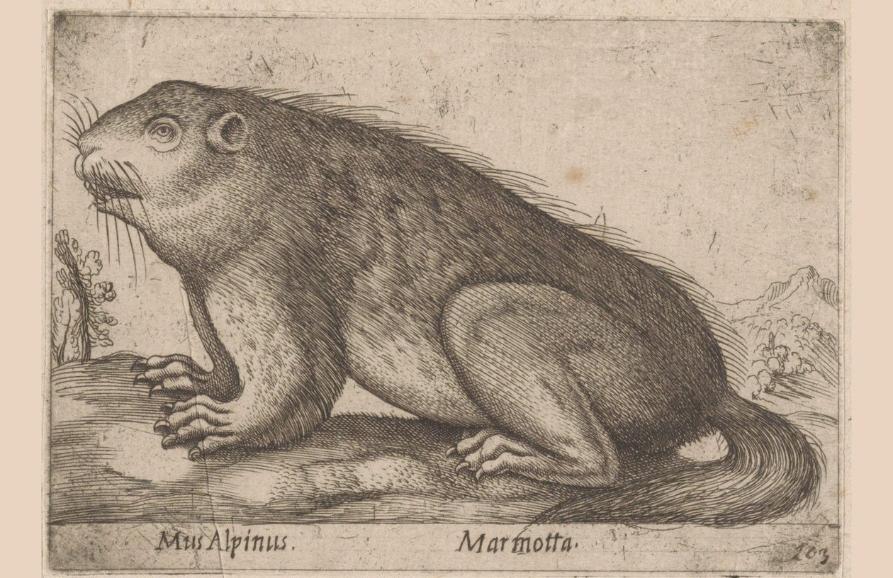 Marmot
Mus Alpinus/ Marmota (título en el objeto)
Dieren en fabelwezens (título de la serie)
Nova raccolta de li animali più curiosi del mondo (título de la serie) de Antonio Tempesta
