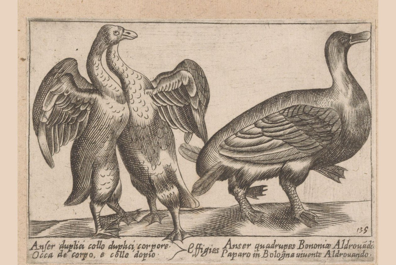misvormde ganzen Ganso de doble cuello y doble cuerpo Dieren en fablewezens (título de la serie) Una nueva colección de li animali p de Antonio Tempesta