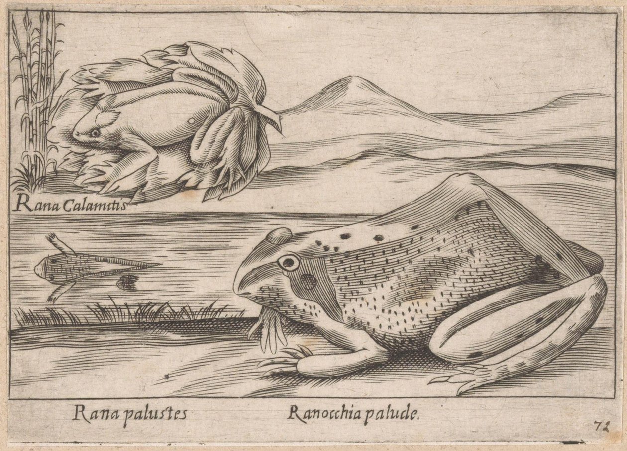 Moeras Kikkers Marsh Frog / Marsh Frog (título sobre el objeto) Dieren en fabelwezens (título de la serie) Colección Nova de los animales más curiosos del mundo (título de la serie) de Antonio Tempesta