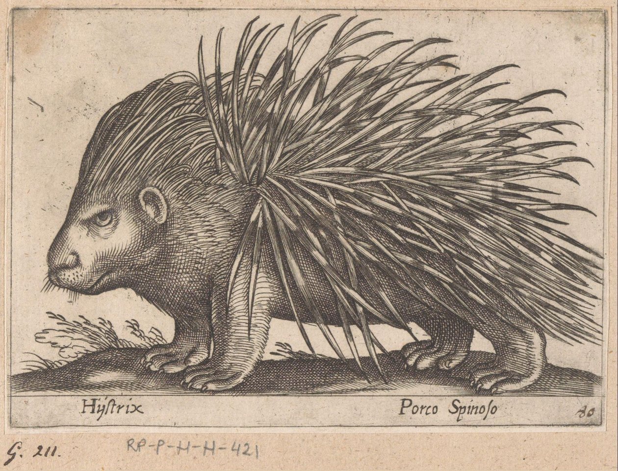Puerco espín Hystrix/ Porco Spinoso (título sobre el objeto) Animales y criaturas míticas (título de serie) Nova raccolta de li animali piu curiosi del mondo (título de la serie) de Antonio Tempesta