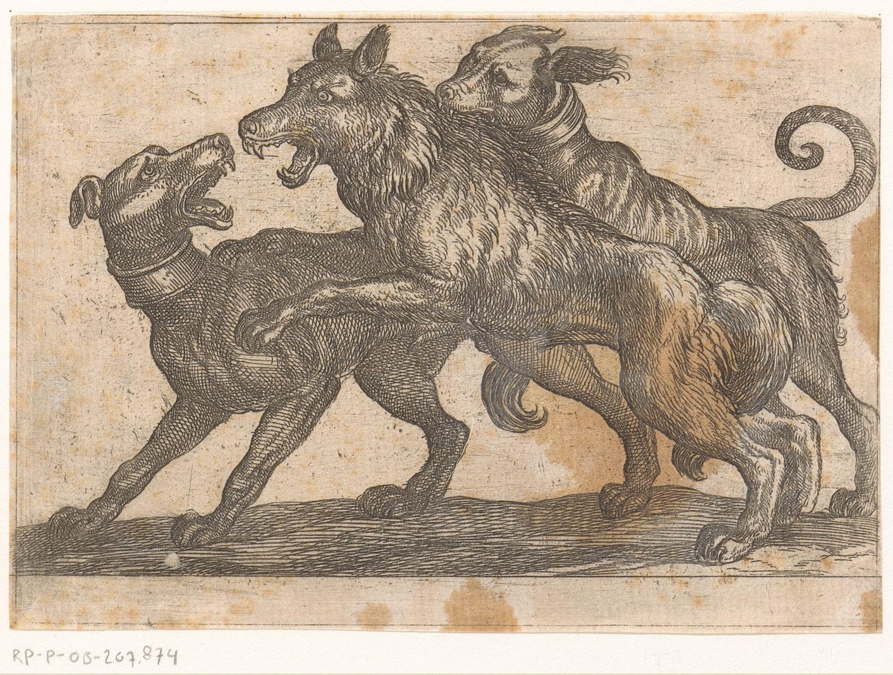 Dos perros luchando contra un lobo
Animales de combate (título de la serie) de Antonio Tempesta