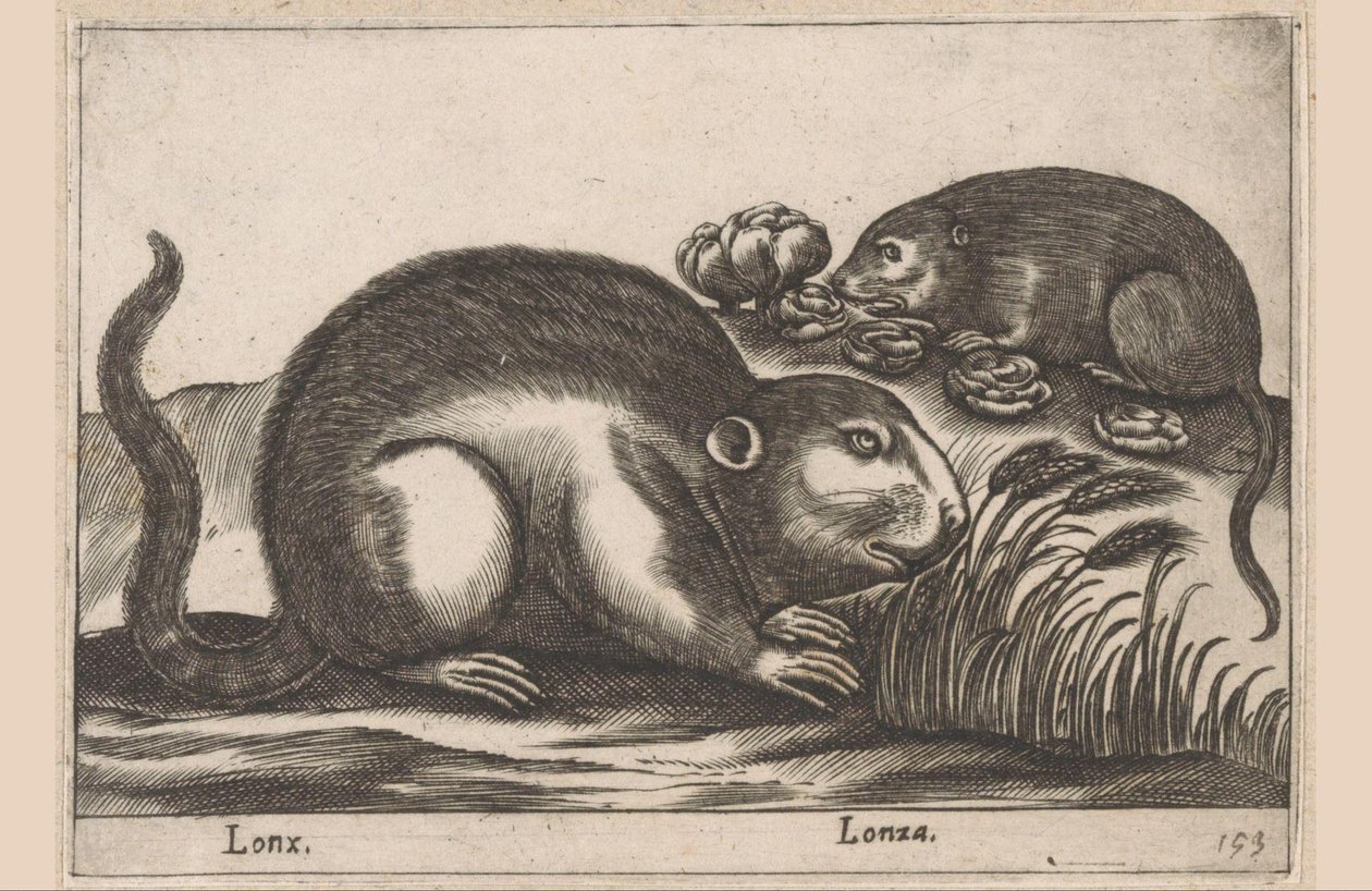 Twee muskusratten
Lonx/ Lonza (título en el objeto)
Dieren en fabelwezens (título de la serie)
Nova raccolta de li animali più curiosi del mondo (título de la serie) de Antonio Tempesta