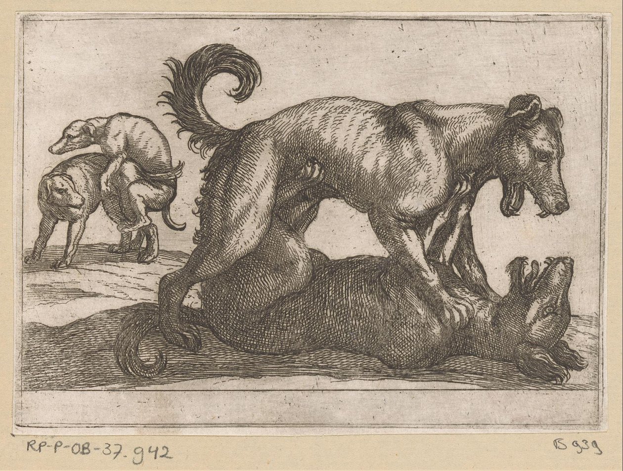 Dos perros de apareamiento y dos de pelea. Animales de pelea (título de la serie) de Antonio Tempesta
