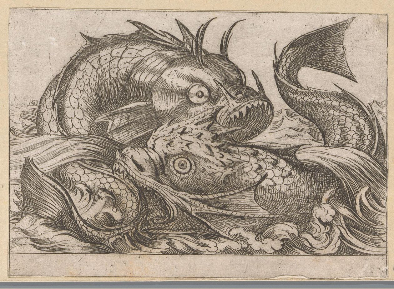 Dos peces luchadores Animales de pelea (título de la serie) de Antonio Tempesta