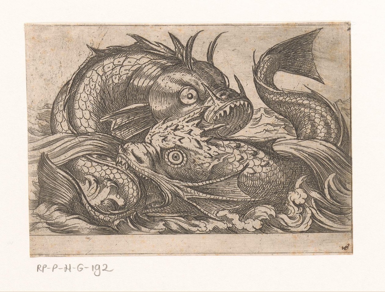 Dos peces luchadores Animales de pelea (título de la serie) de Antonio Tempesta