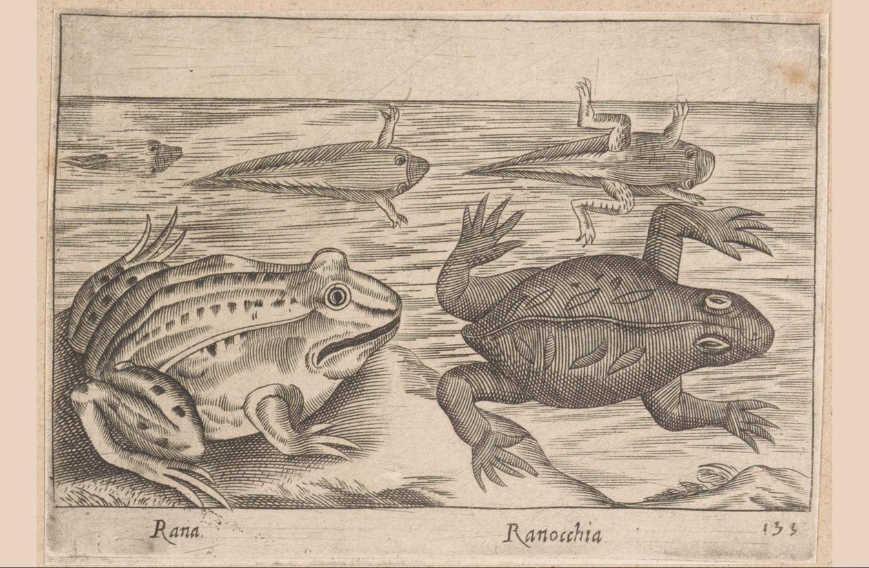 Cinco etapas de una rana
Rana/ Ranocchia (título en el objeto)
Animales y criaturas míticas (título de la serie)
Nova raccolta de li animali piu curiosi del mondo (título de la serie) de Antonio Tempesta