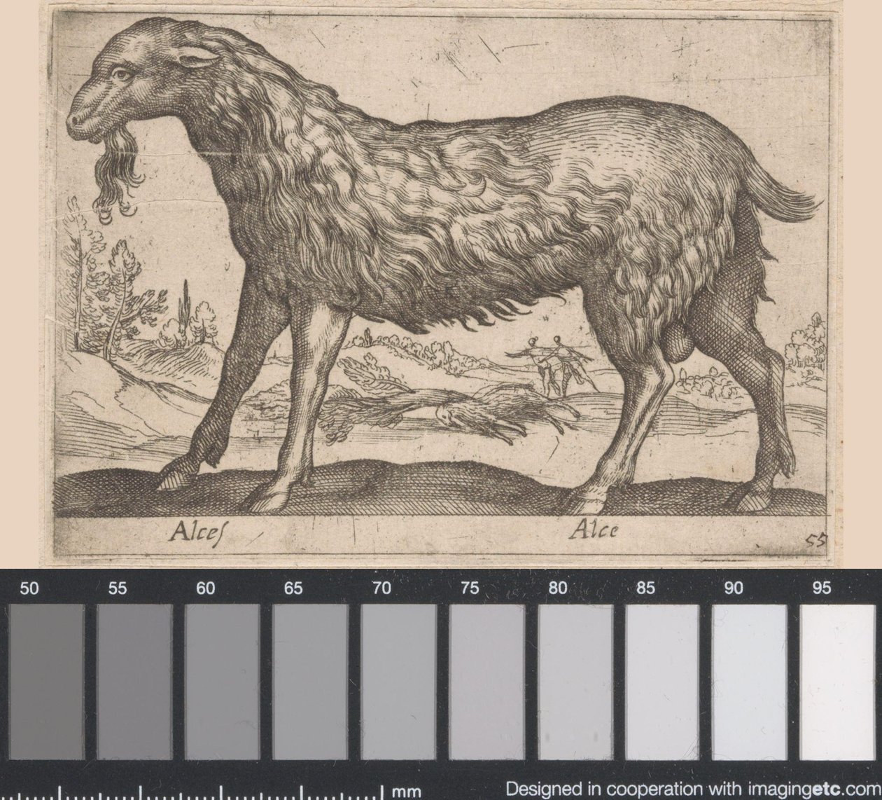 alce hembra Alces/ Alce (título sobre objeto) Animales y criaturas míticas (título de serie) Nova raccolta de li animali piu curiosi del mondo (título de la serie) de Antonio Tempesta