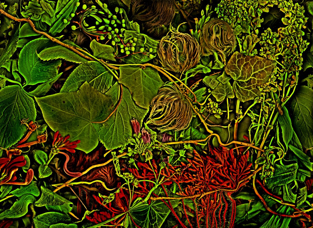  de Antonius Antonius