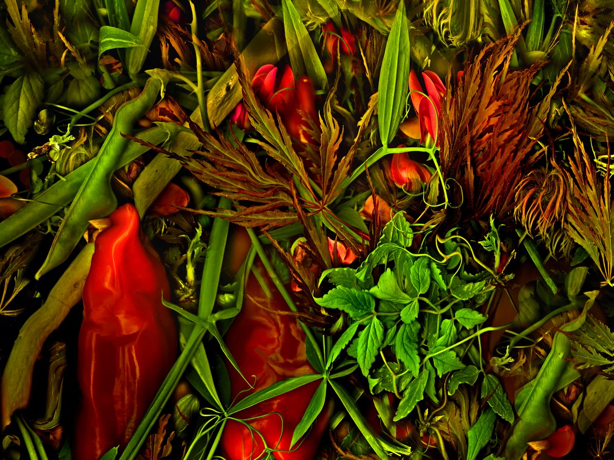  de Antonius Antonius