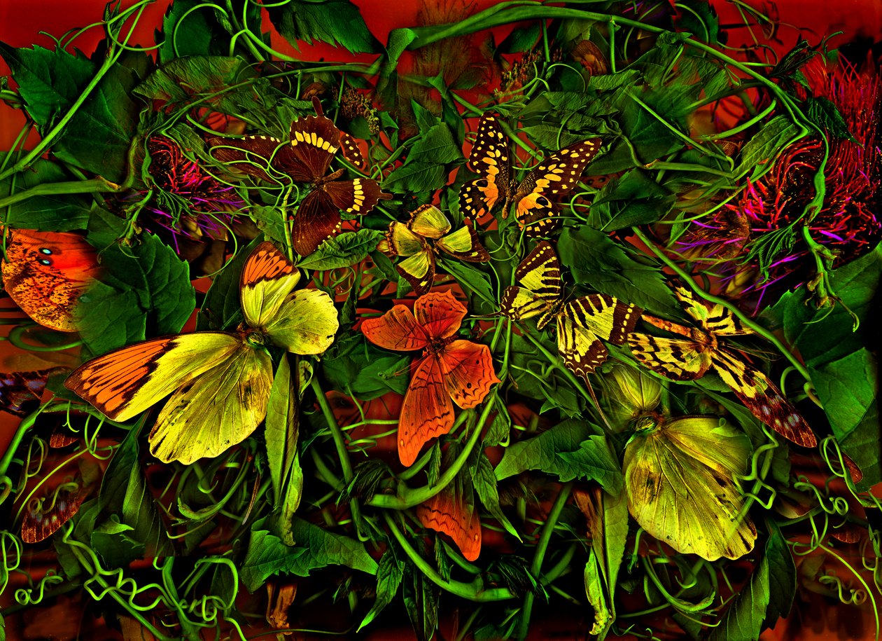  de Antonius Antonius