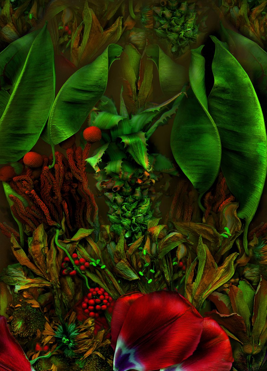  de Antonius Antonius