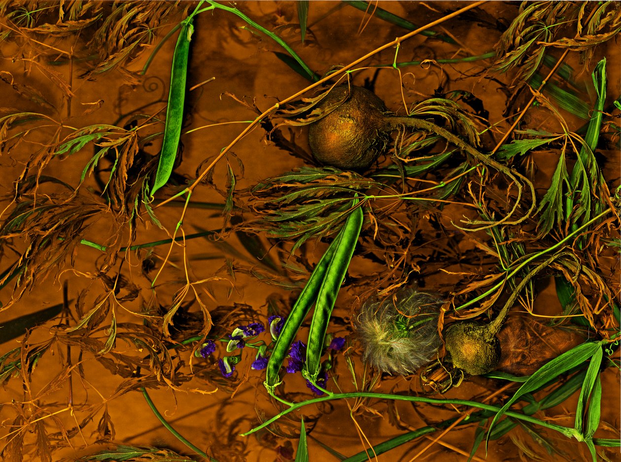  de Antonius Antonius