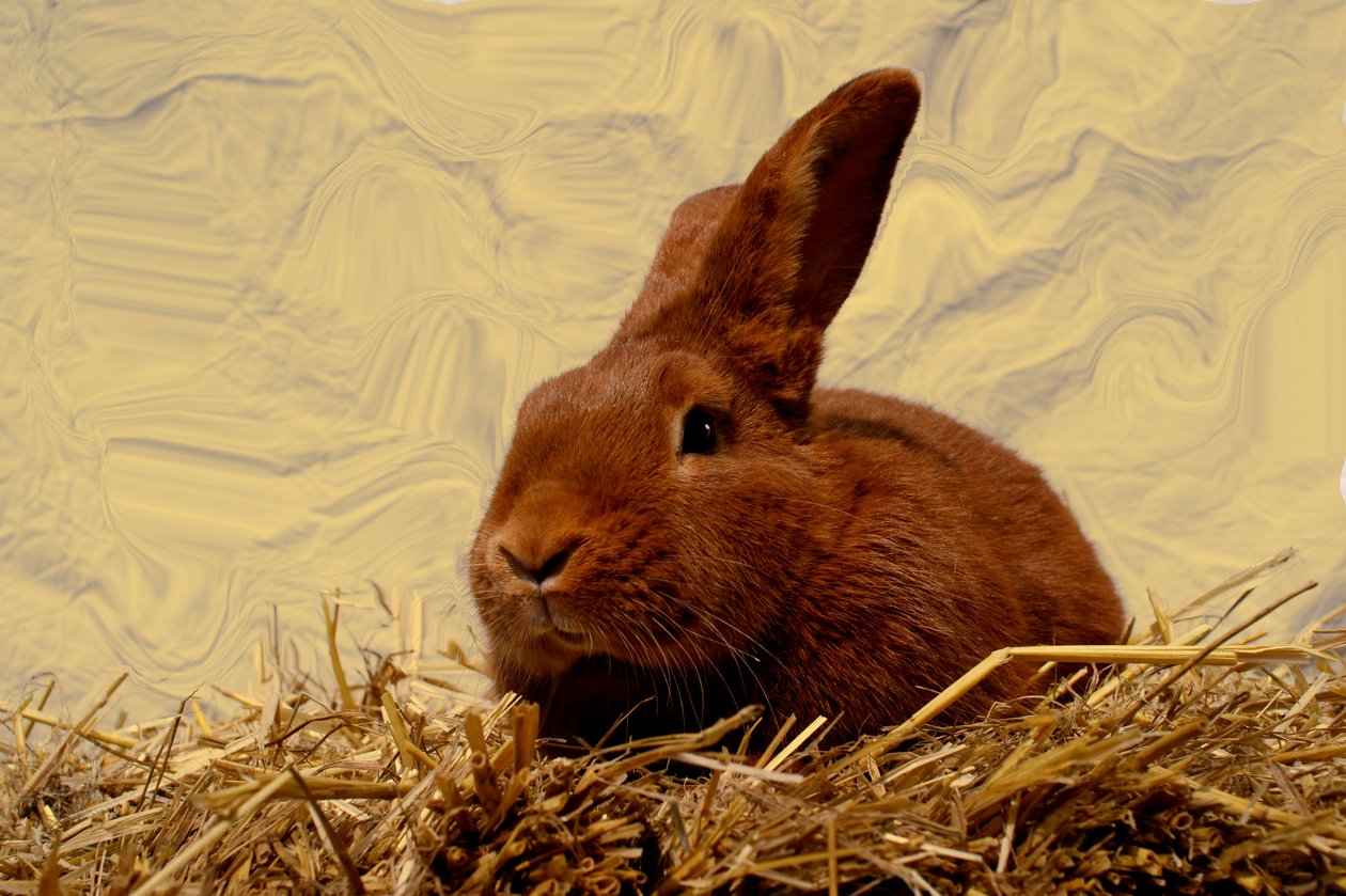  de Antonius Antonius