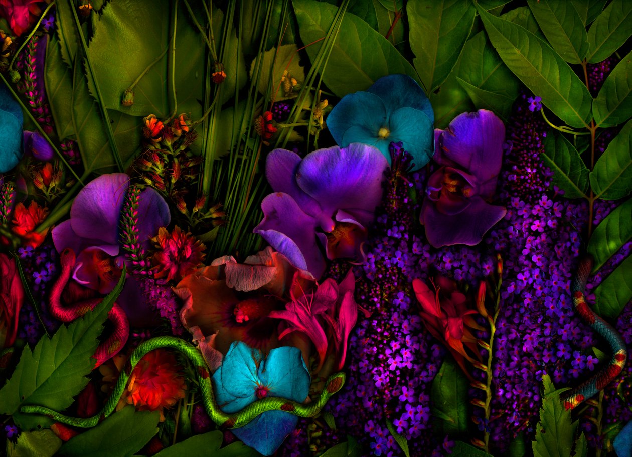 Jardín mágico nº 27-3, 2011 (foto) de Antonius Antonius