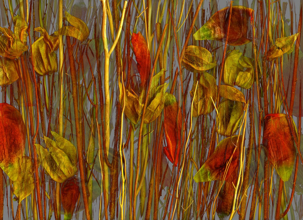  de Antonius Antonius