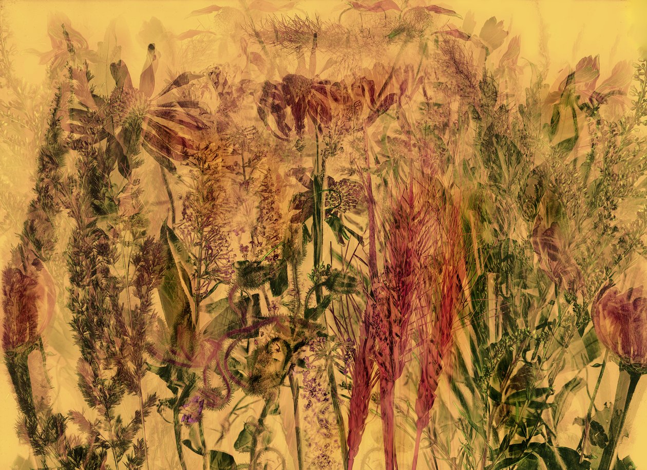  de Antonius Antonius