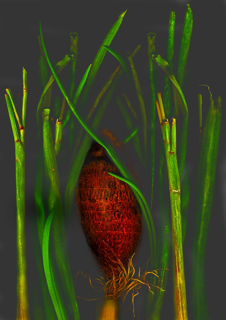 fruta de la selva de Antonius Antonius