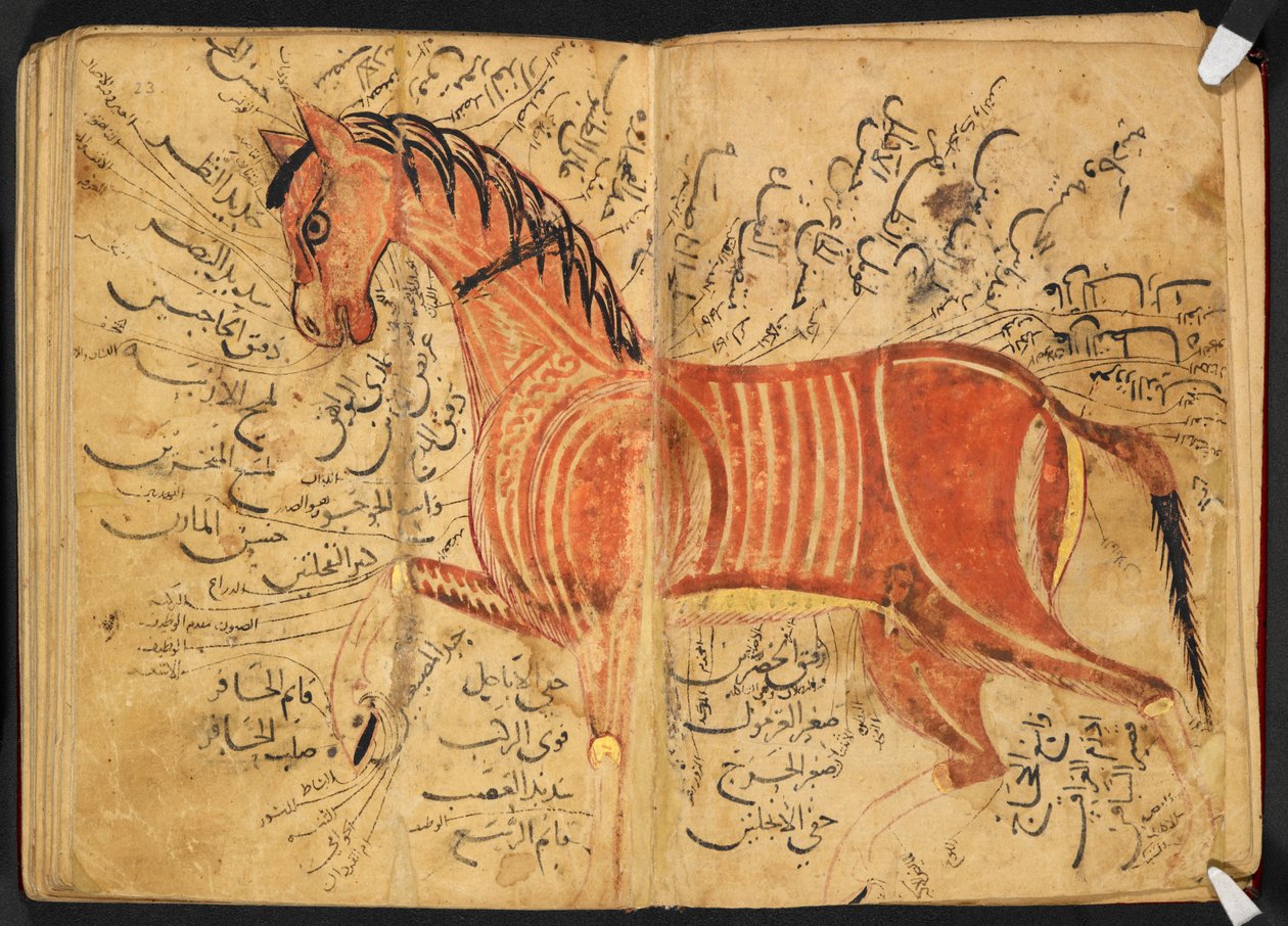 Caballo, de 